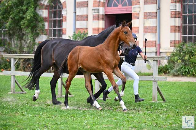 Puledro Sella Francese In vendita 2025 Baio