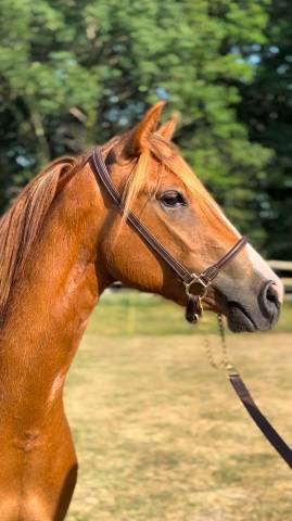 Cavalla PFS Pony Francese da Sella In vendita 2022 Sauro ,  Follow me fast