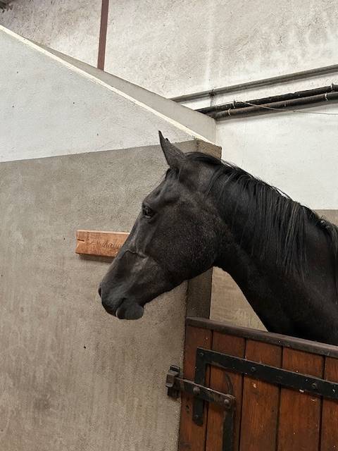 Cavalla Origine non conosciuta  In vendita 2022 Grigio