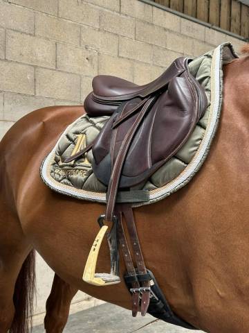 Sella da salto ostacoli Arion Cross 17.5" - 2024