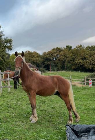 Castrone Welsh Part Bred In vendita 2024 Crine lavato ,  ti punch poupetiere