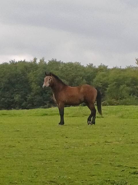 Intero New Forest In vendita 2023 Baio ,  ROB ROY DU GARON