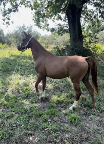 Cavalla Quarab