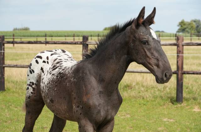 Stallone sBs Cavallo da Sport Belgio In vendita 2025 Appaloosa ,  J-Nius V.V. Z