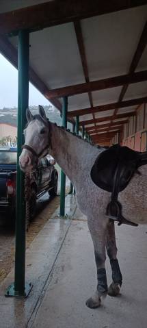 Sella da salto ostacoli Forestier  17.5" - 2014