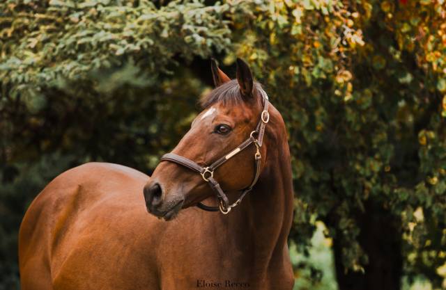Castrone Purosangue In vendita 2012 Baio
