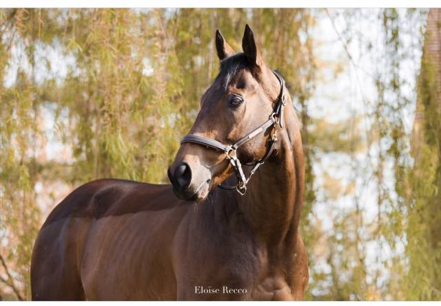 Castrone Purosangue In vendita 2018 Baio