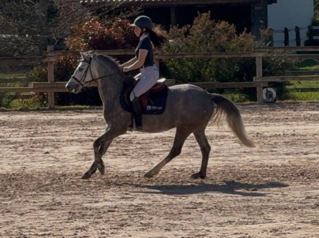 Cavalla PFS Pony Francese da Sella In vendita 2020 Grigio
