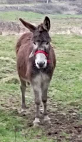 Asno Bourbonnais In vendita 2022 Scuro