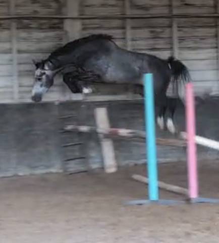 Castrone KWPN Cavallo da Sport Neerlandese In vendita 2022 Grigio