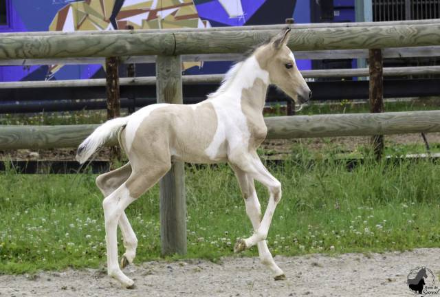 Puledro Welsh Part Bred In vendita 2025 Pezzato ,  KEIZERSKROON EDISON