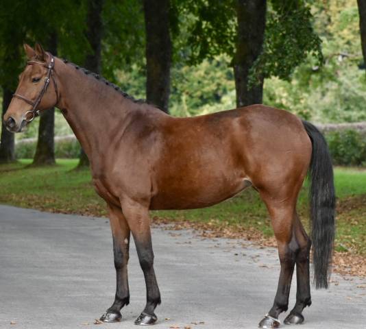 Cavalla KWPN Cavallo da Sport Neerlandese In vendita 2016 Baio