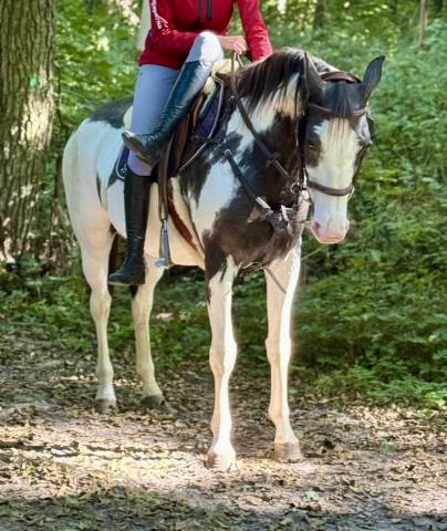 Cavalla Paint Horse In vendita 2012 Overo
