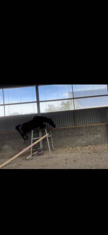 Cavalla Sella Francese In vendita 2022 Baio