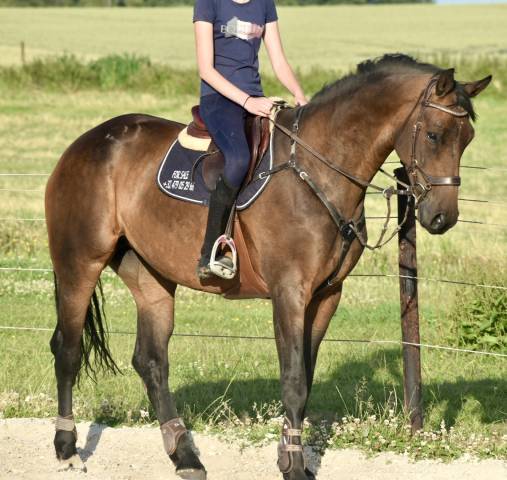 Cavalla BWP Cavallo da Sangue Belgio In vendita 2017 Baio scuro