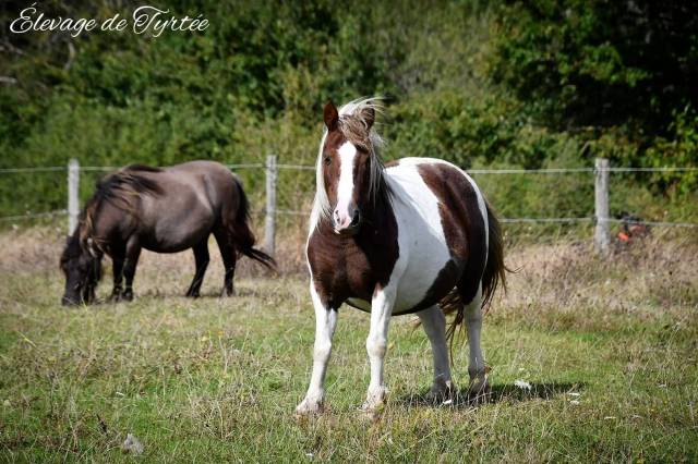 Cavalla Origine Non Constatata In vendita 2010 Pezzato