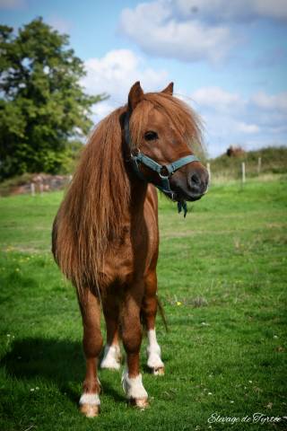 Castrone Origine non conosciuta  In vendita 2021 Sauro