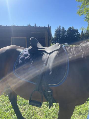 Sella da dressage Wintec  17" - 2018