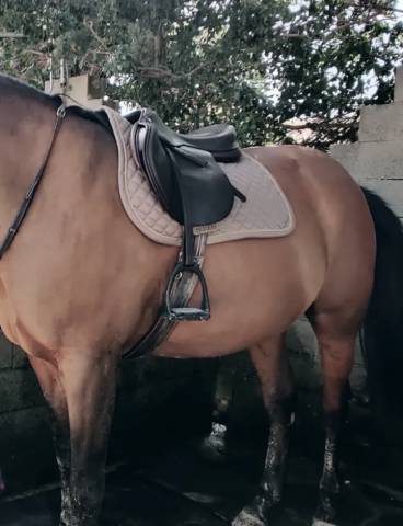 Sella mista Equipe  17" - 2023