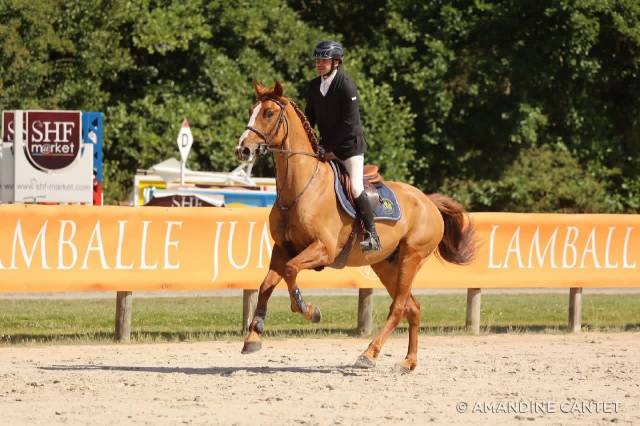 Castrone Sella Francese In vendita 2019 Sauro ,  Casallo z