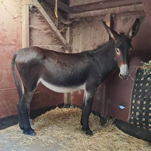 Asno Altre Razze di Asini In vendita 2021 Baio