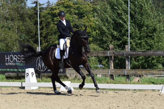Castrone Oldenburger In vendita 2016 Nero ,  don juan de hus