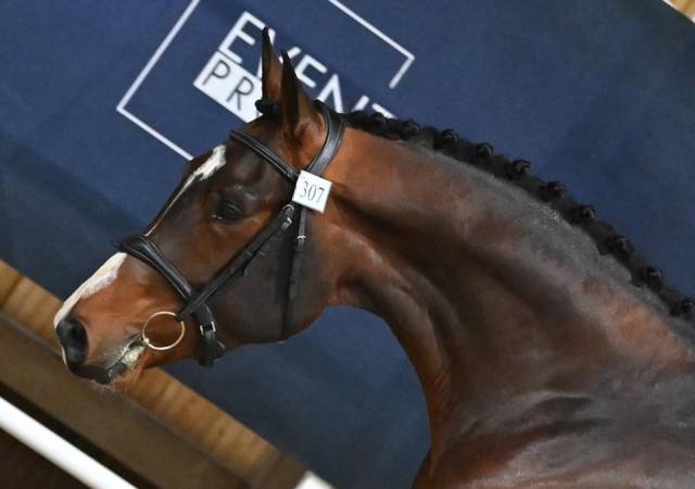 Castrone Sella Francese In vendita 2021 Baio