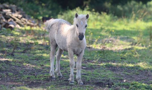 Puledro Shetland In vendita 2025 Palomino ,  Jump de Touroun