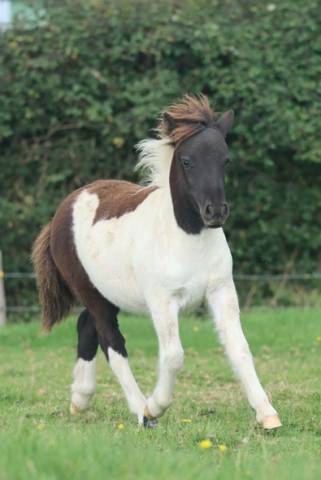 Puledra Shetland In vendita 2025 Pezzato ,  Fly dream des isles