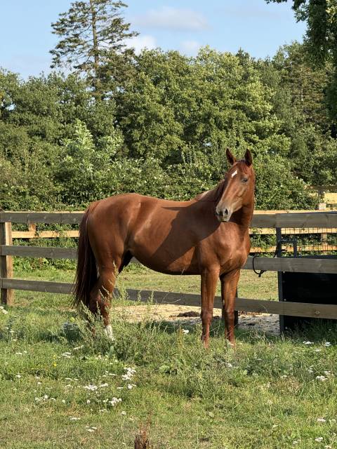 Cavalla Sella Francese In vendita 2022 Sauro ,  I Am Semilly