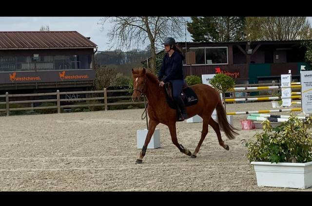 Cavalla PFS Pony Francese da Sella In vendita 2022 Sauro ,  Melyrio D'Haryns