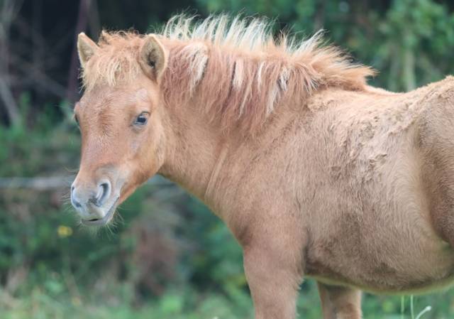 Puledra Shetland In vendita 2025 Dun ,  HIP HIP HIP DES ISLES