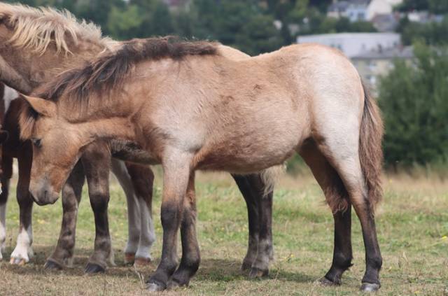 Puledra Shetland In vendita 2025 Isabella ,  Jump de Touroun