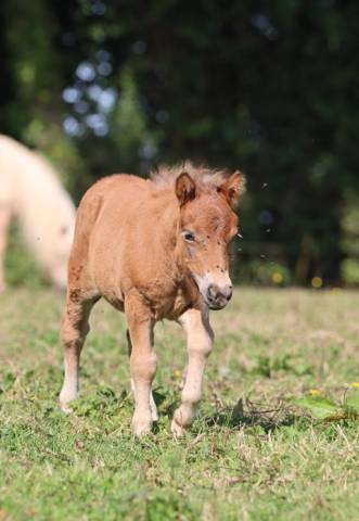 Puledra Shetland In vendita 2025 Altro colore ,  HIP HIP HIP DES ISLES