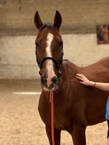 Cavalla Trottatore Francese In vendita 2016 Baio