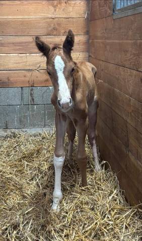Puledro Sella Francese In vendita 2025 Sauro brulé