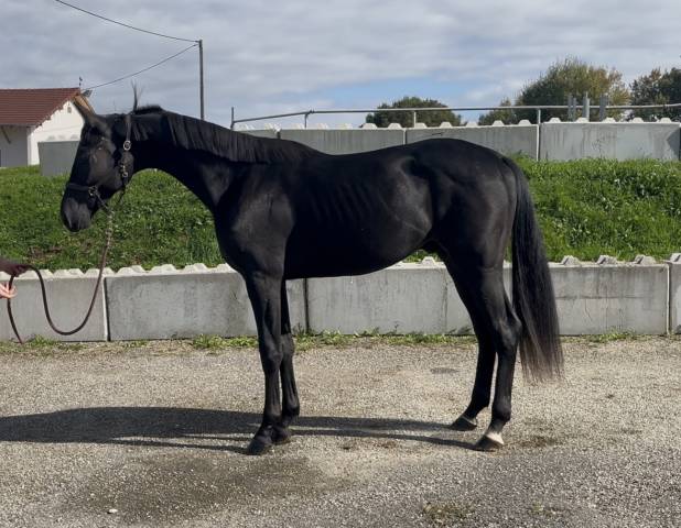 Castrone KWPN Cavallo da Sport Neerlandese In vendita 2023 Nero