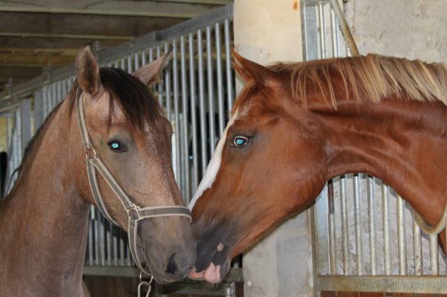 Altro stage Maine-et-Loire