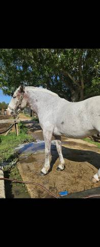 Sella da salto ostacoli Butet  17" - 2008