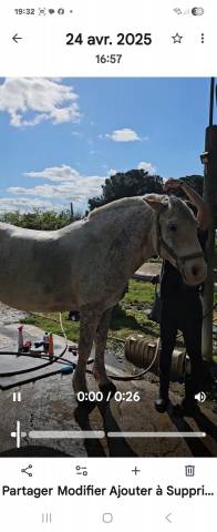 Sella da salto ostacoli Butet  17" - 2008