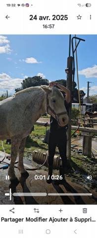 Sella da salto ostacoli Butet  17" - 2008