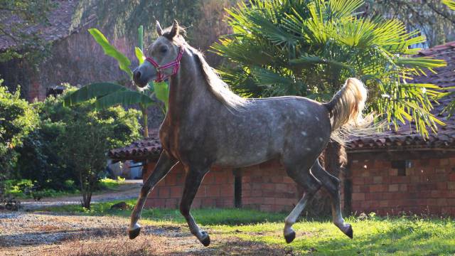 Castrone Arabo In vendita 2022 Grigio