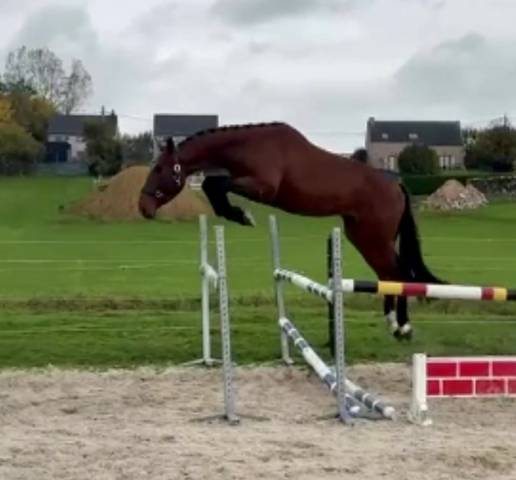 Stallone BWP Cavallo da Sangue Belgio In vendita 2022 Baio