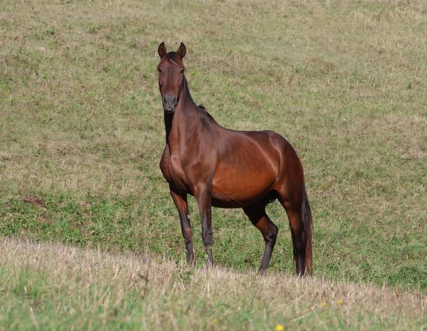 Fattrice PRE Andaluso In vendita 2012 Baio scuro ,  Clarion x