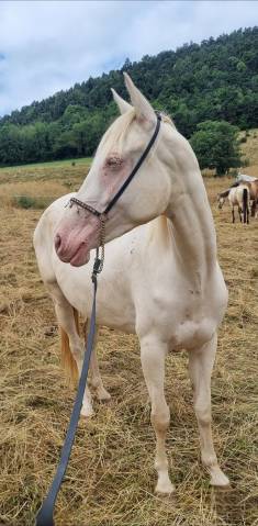 Cavalla Akhal Teke In vendita 2021 Cremello ,  Kemput AT