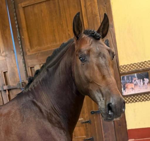 Intero PRE Andaluso In vendita 2020 Baio