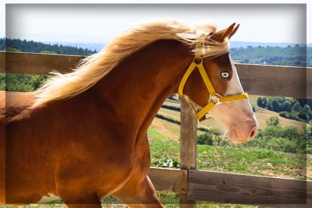 Intero Welsh Poney (Sezione D), Welsh Cob  In vendita 2024 Sauro ,  Easy Boy de Maïka