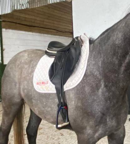 Sella mista Devoucoux  17.5" - 2018