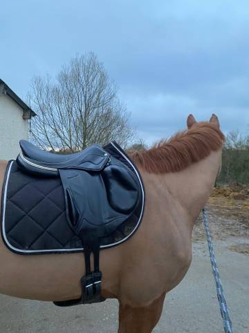 Sella mista Devoucoux  17.5" - 2018