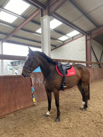 Sella mista Devoucoux  17.5" - 2018